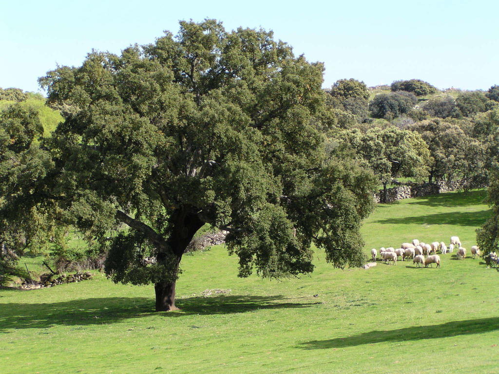 Casas de Belvis La Cerca Del Alcornoque旅馆 外观 照片