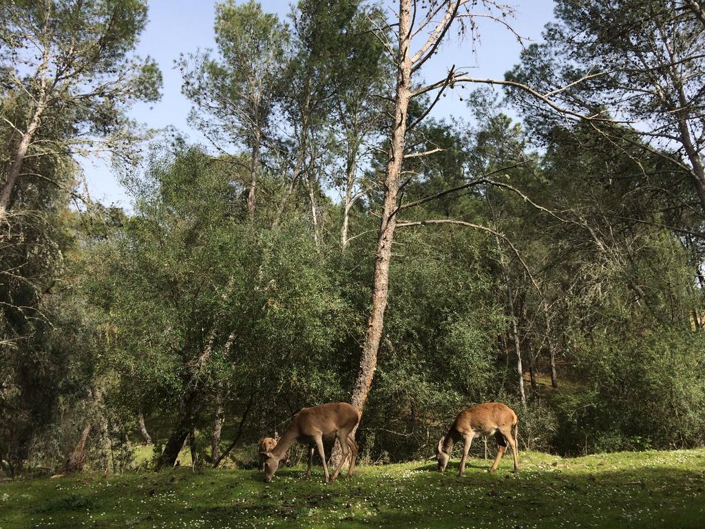 Casas de Belvis La Cerca Del Alcornoque旅馆 外观 照片